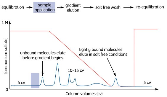 Step elution. Step elution