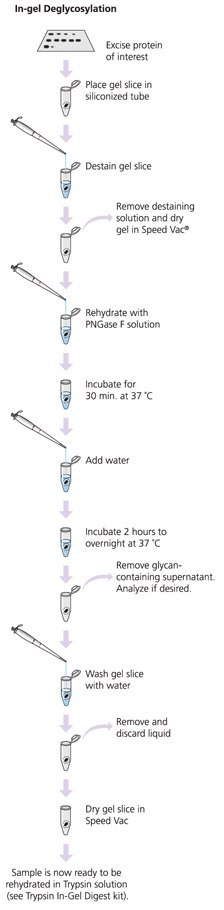 GlycoProfile I, In-Gel Deglycosylation