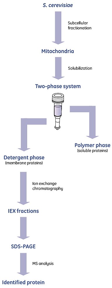 Mitochondria from S. cerevisae were isolated by differential centrifugation Mitochondria from S. cerevisae were isolated by differential centrifugation