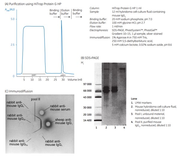 Puriﬁcation of mouse monoclonal IgG1