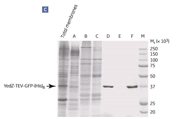 Two-step puriﬁcation of E. coli YedZ-TEV-GFP-(His)8 from solubilized membranes prepared from E. coli cell culture