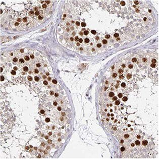 anillin-antibodies