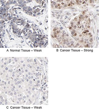 RBM3 Antibody