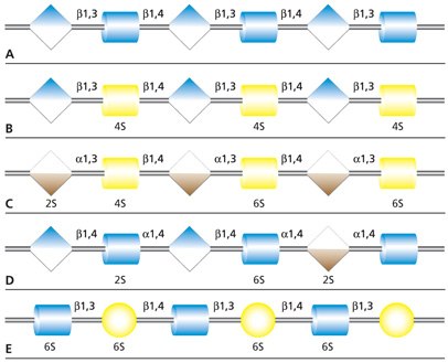 Carbohydrate sequences of the five types of glycosaminoglycan chains using monosaccharide symbols