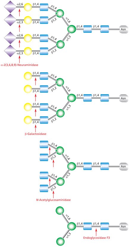 Diagram showing the sequential deglycosylation of a complex triantennary glycan with exoglycosidases neuraminidase, β-galactosidase, and N-acetylglucosaminidase followed by subsequent cleavage by Endoglycosidase F3 (Endo F3).