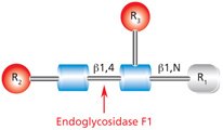 Diagram showing the cleavage site and structural requirements for Endoglycosidase F1 (Endo F1) with the N-linked diacetylchitobiose glycan core.