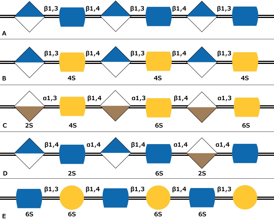Carbohydrate sequences of the five types of glycosaminoglycan chains using monosaccharide symbols: <b>(A)</b> Hyaluronan, <b>(B)</b> Chondroitin, <b>(C)</b> Dermatan, <b>(D)</b> Heparin and <b>(E)</b> Keratan. Possible sulfation presence and location (2S, 4S, or 6S) is indicated. Carbohydrate sequences of the five types of glycosaminoglycan chains using monosaccharide symbols including possible sulfation presence and location for Hyaluronan, Chondroitin, Dermatan, Heparin and Keratan.
