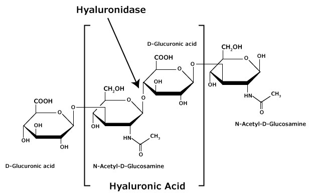 Hyaluronic acid is composed of alternating residues of β-D-(1 3) glucuronic acid and β-D-(1 4)-N-acetylglucosamine. The chemical structure of hyaluronic acid glycosaminoglycan that is composed of alternating residues of β-D-(1‑3) glucuronic acid and β-D-(1‑4)-N-acetylglucosamine.