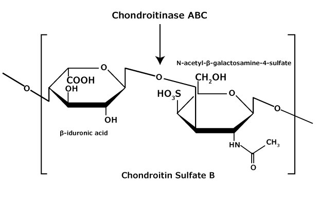 Chondroitin sulfate B (dermatan sulfate) consists of an alternating copolymer β-iduronic acid-(1 3)-N-acetyl-β-galactosamine-4 sulfate. The chemical structure of chondroitin sulfate B (dermatan sulfate) glycosaminoglycan that consists of an alternating copolymer β-iduronic acid-(1‑3)-N-acetyl-β-galactosamine-4‑sulfate.