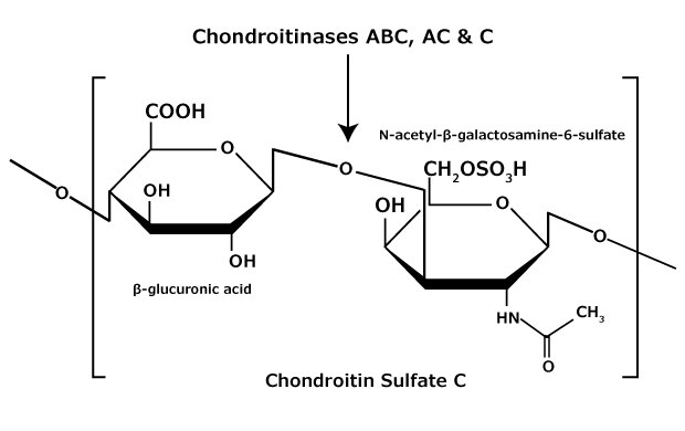 Chondroitin sulfate C consists of an alternating copolymer β-glucuronic acid-(1 3)-N-acetyl-β-galactosamine-6 sulfate. The chemical structure of chondroitin sulfate C glycosaminoglycan that contains an alternating copolymer β-glucuronic acid-(1‑3)-N-acetyl-β-galactosamine-6‑sulfate.