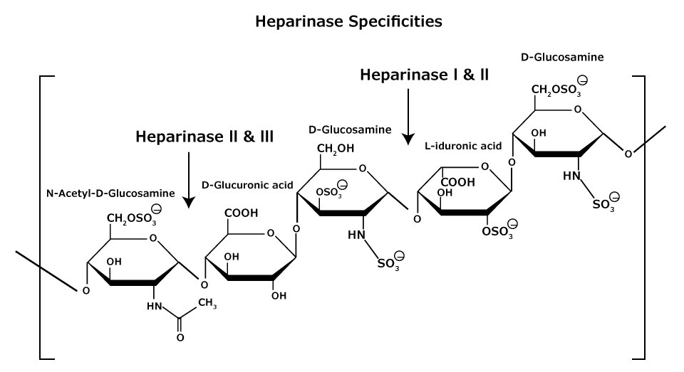 Heparan and heparin glycosaminoglycan consist of heterogeneous mixtures of repeating units of D-glucosamine and L-iduronic acids or D-glucuronic acids, sulfation at each residue may vary. The chemical structure of heparan and heparin glycosaminoglycans that consist of heterogeneous mixtures of repeating units of D-glucosamine and L-iduronic acids or D-glucuronic acids, sulfation at each residue may vary. Shows the specificities of heparinase I, II, and III.