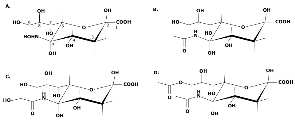 (a) Neuraminic acid, the core structure of all sialic acids. Structural modifications can be made at C4, C7, C8, C9, and at the amine group of C5. (b) Structure of N-acetylneuraminic acid (Neu5Ac). (c) Structure of N-glycolylneuraminic acid (Neu5Gc). (d) Structure of N-acetyl-9-O-acetylneuraminic acid (Neu5,9Ac2). A horizontal series of four molecular structures labeled A, B, C, D. Each structure represents a different sialic acid molecule with specific functional groups and stereochemistry indicated.