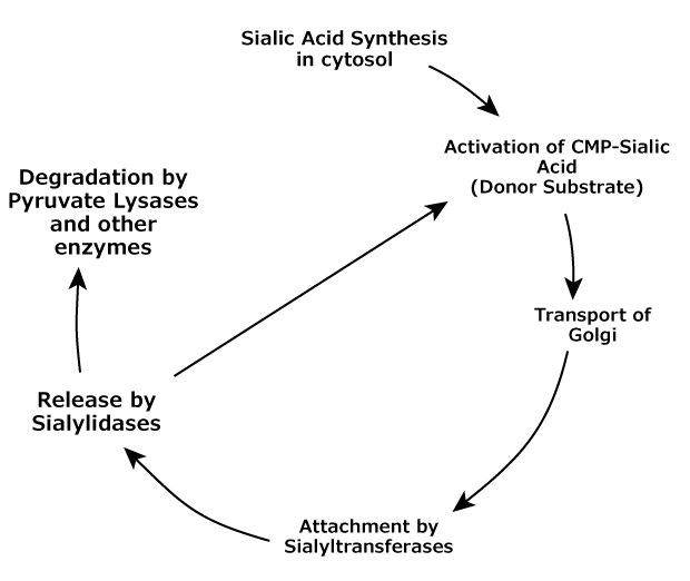 Sialic acid metabolic lifecycle in vertebrates. A flowchart describing the lifecycle of sialic acid, including its synthesis in the cytosol, activation, and transportation to the Golgi. The chart also illustrates the degradation of sialic acid involving pyruvate lyases and other enzymes, and its release by sialylidases, followed by attachment to substrates by sialyltransferases.