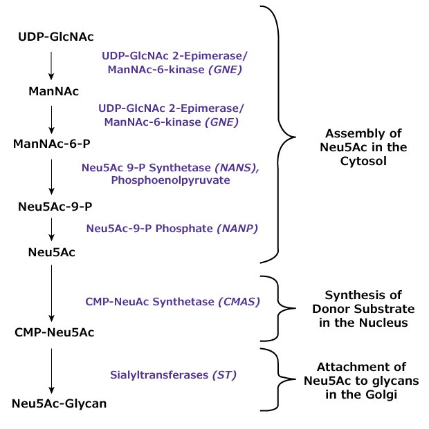 Schematic of N-acetylneuraminic acid (Neu5Ac) enzymatic synthesis and attachment to glycan structures. A detailed biochemical pathway diagram showing the synthesis of CMP-Neu5Ac from UDP-GlcNAc. The pathway includes multiple steps with specific enzyme names and intermediate compounds. Key process steps include the conversion of ManNAc to ManNAc-6-P, further to Neu5Ac-9-P, and eventually to Neu5Ac and CMP-Neu5Ac. The pathway splits into "Assembly of Neu5Ac in the Cytosol" and "Synthesis of Donor Substrate in the Nucleus" with the final product being Neu5Ac-Glycan.