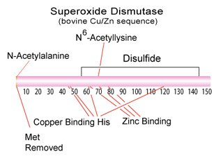 Superoxide Dismutase Structure