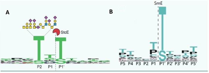 A two-part diagram illustrating the interaction of proteins with enzymes. Part A shows the enzyme StcE interacting with glycan structures at specific sites (P1, P2, P1'). Part B depicts the enzyme SmE targeting another set of sites (P5, P4, P3, P2, P1, P1', P4', P5') on a substrate, highlighting the specific binding interactions.