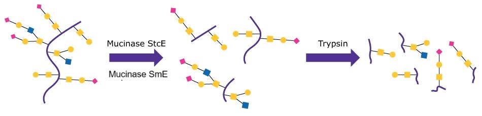 Schematic of the standard tryptic digest preparation of a mucin glycoprotein with structures including reduction and alkylation with pre-treatment using Mucinase StcE (Product No. SAE0202).