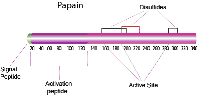 Papain