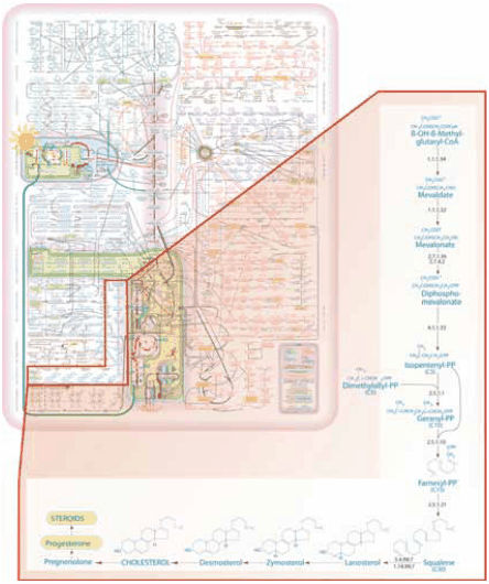  IUBMB-Nicholson Metabolic Pathways Chart.