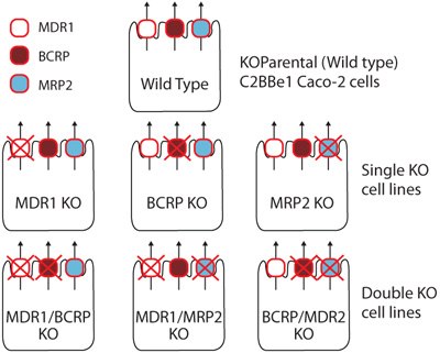 panel of single and double knockout (KO) cells