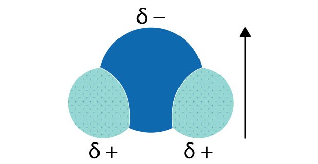 The oxygen atom has a partial negative charge (δ-), while the hydrogen atoms each have a partial positive charge (δ+). The dipole moment is represented by the arrow going from the positive to negative side. Diagram illustrating the polarity of a water molecule, showing the oxygen atom with a partial negative charge (δ-) and two hydrogen atoms with partial positive charges (δ+), along with an arrow indicating the dipole moment
