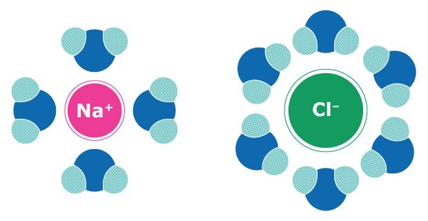 Illustration showing the interaction of water molecules with negatively charged chloride ions (Cl-) and positively charged sodium ions (Na+), highlighting how water molecules surround each ion. Illustration showing the interaction of water molecules with negatively charged chloride ions (Cl-) and positively charged sodium ions (Na+), highlighting how water molecules surround each ion.