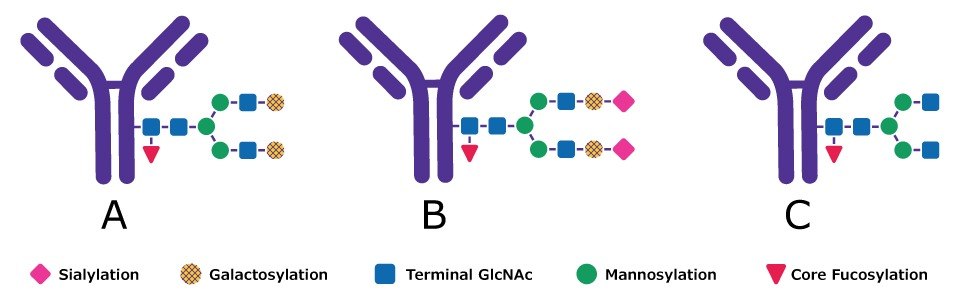 Glycan structure of monoclonal antibodies: Example of A) terminal galactosylated (G2F), B) terminal sialylated (A2F), and C) terminal N-acetylglucosamine (GlcNAc; G0F). <br>(Pink diamonds represent sialic acid, yellow circles galactose, blue squares N-acetylglucosamine, green circles mannose, and red triangles fucose.) mAbs are modified by the addition of a variety of glycans. The image shows different possible modifications achieved with a targeted feeding strategy including terminal galactosylation, sialylation, and terminal N-acetylglucosamine.