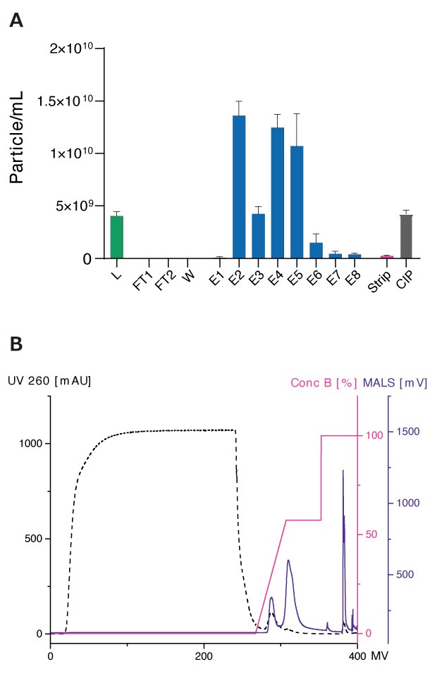 Benzonase-treated and filtrated conditioned HEK293 medium were loaded (L) onto the membrane with 200 μL membrane volume. The flow rate of 1 mL/min were used. Elution was performed using a Tris buffer at pH 7.4 and a linear salt gradient with NaCl (150 – 1200 mM). For the Strip step, a Tris buffer at pH 7.4 with 2 M NaCl was used and CIP was performed using 0.5 M NaOH. Particle concentrations were analyzed using Flow NanoAnalyzer with NF Profession 2.0. Laser power was set to 6 mW at 488 nm. Sampling pressure was set to 1 kPa with a recording time of 60 sec. Data shown represents the mean +/- SEM of three individual replicates with two technical replicates. Natrix<sup>®</sup> Q AEX membrane effectively separates EVs with a recovery of 40-50% of particles.