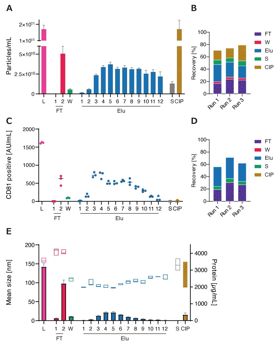 A) Particle concentrations measured by nanoparticle tracking analysis (NTA) of load (L) and all chromatographic fractions flow-through (FT), wash (W), elution (Elu), strip (S) and cleaning in place (CIP) B) Recovery of chromatographic steps based on NTA data. Data presented are the mean +/- SEM of three single replicates with five technical replicates. C) Analysis of chromatographic fractions based on cluster of differentiation (CD)81 presence by CD81 enzyme-linked immunosorbent assay (ELISA). D) Recovery of chromatographic steps based on ELISA data. Data presented are the mean +/- SEM of three single replicates with two technical replicates. Protein concentration, measured by bicinchoninic acid assay (BCA), and particle size, measured by NTA, of load (L) and chromatographic fractions flow-through (FT), wash (W), elution (Elu), strip (S) and cleaning in place (CIP). E) Purity of isolated HEK293 EV (bars) and mean particle size (boxes). Elution profiles followed similar profiles with sharper drop-off towards the end of the elution. Particle sizes in the L, FT, S, and CIP fractions were larger than that in Elu fractions while the protein concentration in the Elu fractions was lower than the load, indicating greater purity. Protein concentration peaked in the Elu fraction and then decreased.
