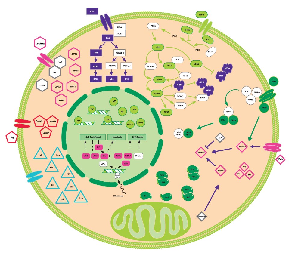 Cancer and Metastasis Signaling Pathways General overview of cancer and metastasis signaling pathways which can be easily analyzed through multiplexing with MILLIPLEX® multiplex immunoassays.