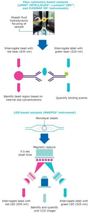 Diagram showing how Luminex® multiplexing technology works for xMAP® bead-based immunoassays that can be analyzed using two types of instruments: flow cytometry-based analyzers and LED-based analyzer.