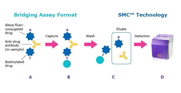 Typical Immunogenicity ADA Bead-Based Assay Workflow Illustration of the typical immunogenicity ADA bead-based assay workflow.