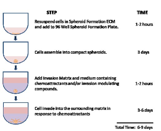 96 Well 3D Spheroid BME Cell Invasion Assay Steps