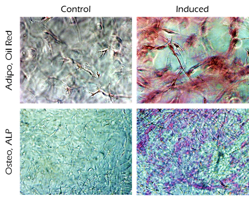 <b>Differentiation of human MSCs using TrueGel3D<sup>®</sup> HTS Hydrogel Plates.</b> Oil-Red-O and ALP staining of day 14 human adipose MSCs cultured in 3D using TrueGel3D<sup>®</sup> HTS hydrogel plates acquired with an Olympus SpinSR10 spinning disk confocal microscope. Oil-Red-O and ALP staining of human adipose MSCs cultured in 3D using TrueGel3D® HTS hydrogel plates.