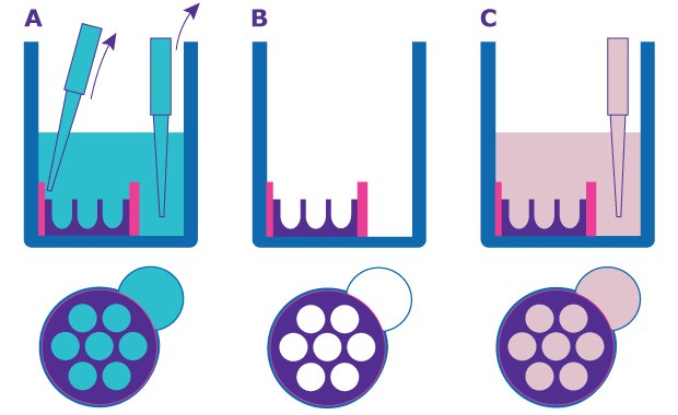 Schematic of Millicell<sup>®</sup> Microwell plate preparation. A. and B. Remove shipping buffer from the cell seeding chamber and pipetting port. C. Add 150 µL of growth medium to the pipetting port. Schematic of how to prepare Millicell Microwell plates. Remove the shipping buffer using a pipette, then add the desired growth medium. Cross-section of the well from the side shows the microwells to the left and the pipetting port to the right. Top cross section shows the microwells within the wells and the adjacent pipetting port.