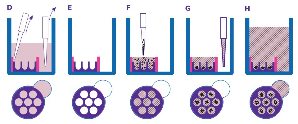 Schematic of seeding single cell from 3dGRO<sup>®</sup> Human Colon Organoids into Millicell<sup>®</sup> Microwell plate. Aspirating media from both pipetting port and cell seeding chamber (Step 25). Seeding single cell suspension directly above the center of the cell seeding chamber (Step 26). Adding media very slowly to the well via the pipetting port (Step 29). Figure 2 need combined file
