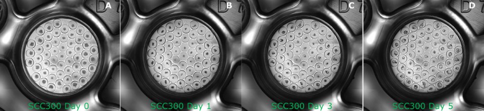 Still images from time-lapse of 3dGRO<sup>®</sup> Human Colon Organoids (SCC300) formation in 600 µm Millicell<sup>®</sup> Microwell plate over the course of 5 days. A. SCC300 at 200 cells per µwell immediately after seeding on day 0, B. SCC300 organoids formation on day 1, C. SCC300 organoids formation on day 3, D. SCC300 organoids formation on day 5. Microscopy images of a well in a Millicell Microwell plate. Multiple microwells are within the well, each with a smaller blob indicating the colon organoid. Organoids form in A, B, C, and D from a loose ball of cells to a full organoid. Time lapse formation of the course of 5 days.