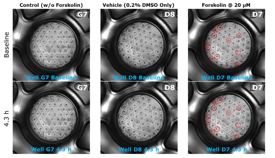 Time-lapse of Forskolin Induced Swelling (FIS) assay on 3dGRO<sup>®</sup> Human Colon Organoids. Untreated control w/o Forskolin at baseline and 4.3 h (Well G7). Vehicle Control (0.2% DMSO) at baseline and 4.3 h (Well D8). Test Sample @ 20 µM Forskolin at baseline and 4.3 h (Well D7). Red circles in Well D7 show examples of organoids that swell at 4.3 h compared to those at baseline. Microscopy images of a time lapse of forskolin induced swelling assay using colon organoids. The top three images are at baseline and the bottom three are after 4.3 hours of the assay. Each of the six wells have microwells within them, and organoids within the microwells. The images are separated into three, with the first two as the control without forskolin, the second two are the vehicle with 0.2% DMSO, and the last two are forskolin at 20 µM.