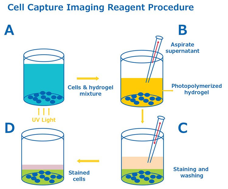 Cell Capture Imaging Reagent Procedure