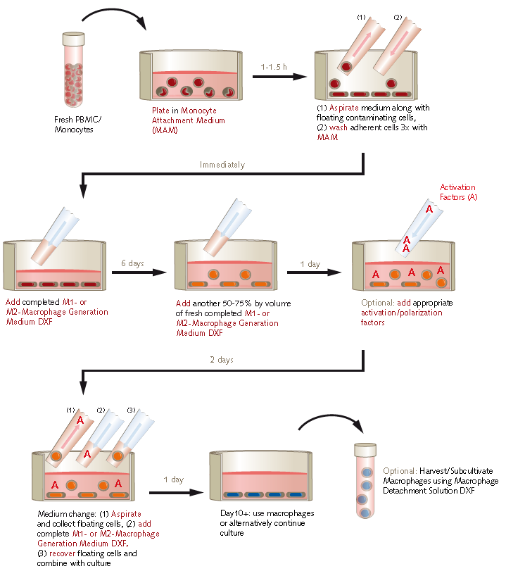 Protocol overview using PromoCell M1/M2 Macrophage Generation Medium DXF.