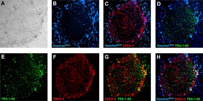 Fully reprogrammed human iPS cells express human pluripotent markers