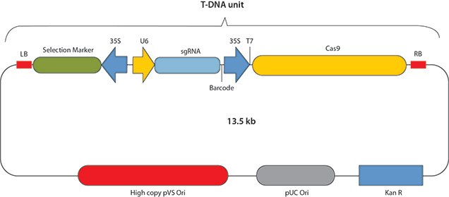 Print Basic structure of CRISPR-Cas9 constructs for Agrobacterium-mediated Transformation.