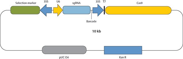 Print Basic structure of CRISPR-Cas9 constructs for biolistics or protoplast Transformation.