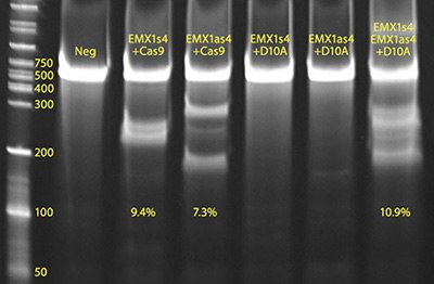 CEL I image of CRISPR01 positive control (lane labeled EMX1s4+Cas9) and CRISPR02 positive control (lane labeled EMX1s4, EMX1as4+D10A)