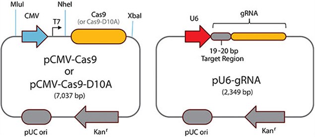 Paired Cas9 Nickases