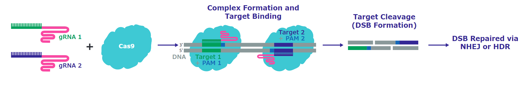 Editing with RNP Nickase systems, with only a single active cutting domain, and then delivering with proximal guide RNAs in a pair allows precise double stranded breaks, and provides hyper-specific and efficient genome editing in cell types that are more difficult to edit. Editing with RNP Nickase systems, with only a single active cutting domain, and then delivering with proximal guide RNAs in a pair allows precise double stranded breaks, and provides hyper-specific and efficient genome editing in cell types that are more difficult to edit.