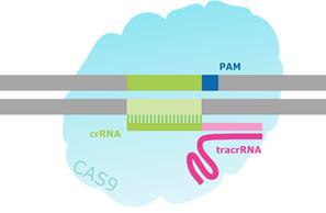 Schematic of a CRISPR/Cas-Targeted Double Strand Break.