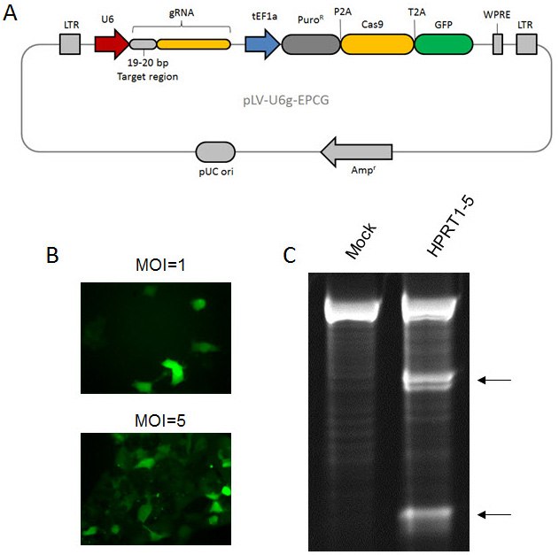 Lentiviral CRISPR