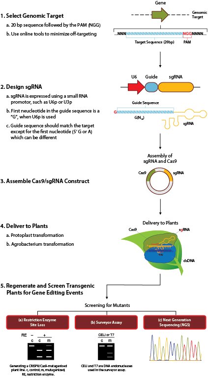 Print The pipeline of generating a CRISPR/Cas9-mutagenised plant line.