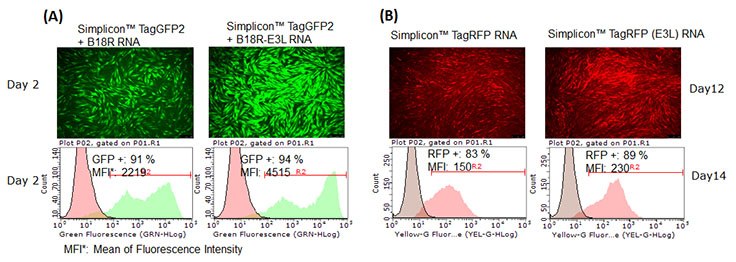 (A) E3L increased SimpliconTM RNA expression levels.  BJ human foreskin fibroblasts were co-transfected with SimpliconTM TagGFP2 and B18R RNA or B18R-E3L RNA. (B) E3L worked for continuous expression of SimpliconTM RNA. SimpliconTM TagRFP or TagRFP Simplicon (E3L) was co-transfected with B18R-E3L RNA and cultured with medium containing B18R protein and puromycin for 14 days.  RFP expressing cells were imaged on Day 12, and analyzed by FACS on Day 14. (C) SimpliconTM RNA can be transfected into a wide variety of cell types. Simplicon™ TagGFP2 RNA and B18R-RNA were co-transfected with Human iPSCs, LX2 human hepatic stellate cell line (MilliporeSigma SCC064), human mesenchymal stem cells (MSCs, MilliporeSigma SCC034) by MessengerMAX™ transfection reagent. For human primary T cells (PBMCs stimulated with CD3/CD28), electroporation method was used.